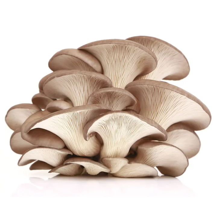 Oyster Mushroom Extract