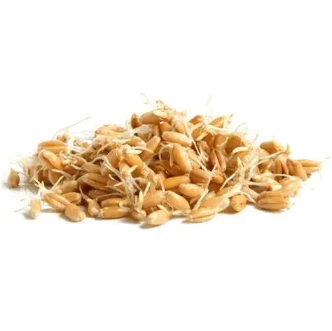 Wheat Germ Extract