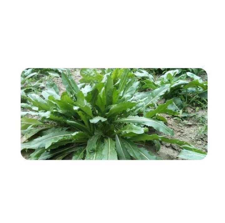 Usma Grass Extract