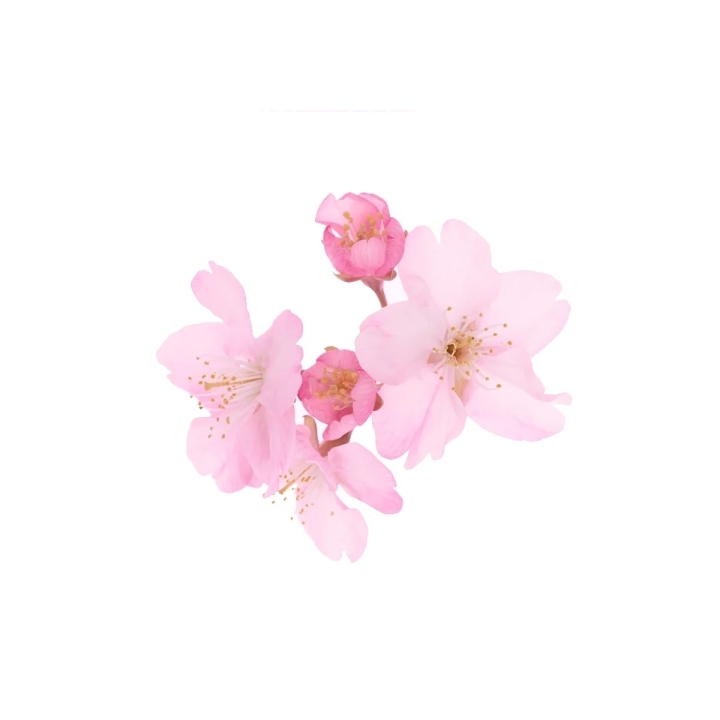 Sakura Extract