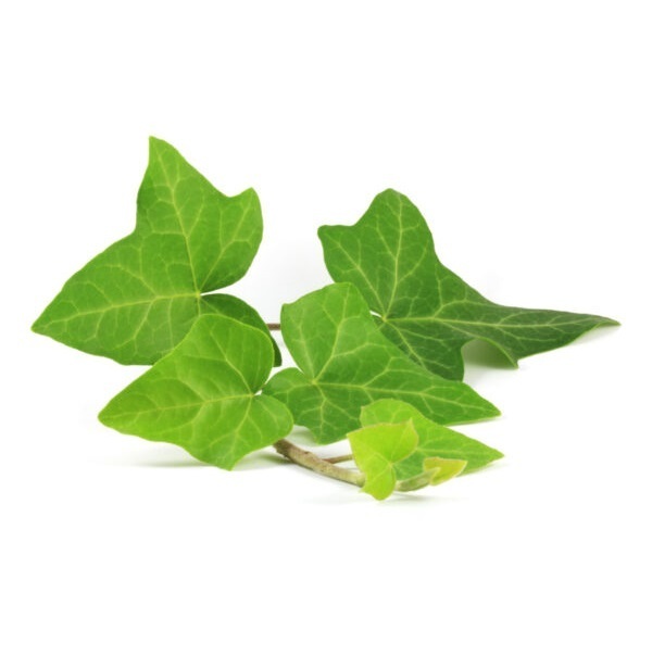 Ivy Leaf Extract (Hedera Helix) Hederacoside C