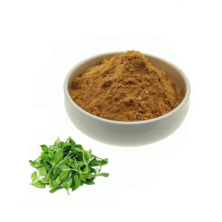 Andrographis Paniculata Extract
