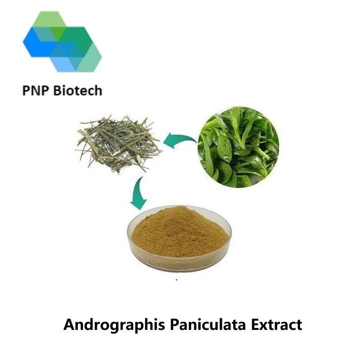 Andrographis Paniculata Extract
