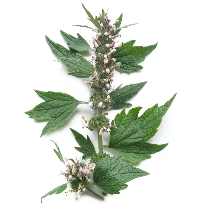 Leonurus Cardiaca Extract