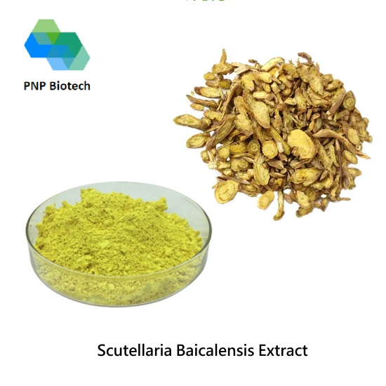 Scutellaria Baicalensis Extract
