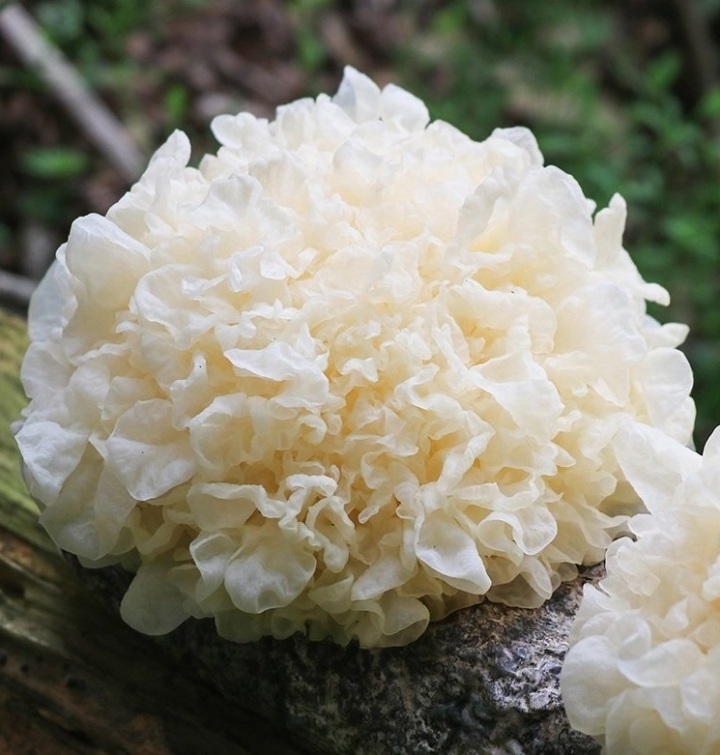 Tremella Fuciformis Extract