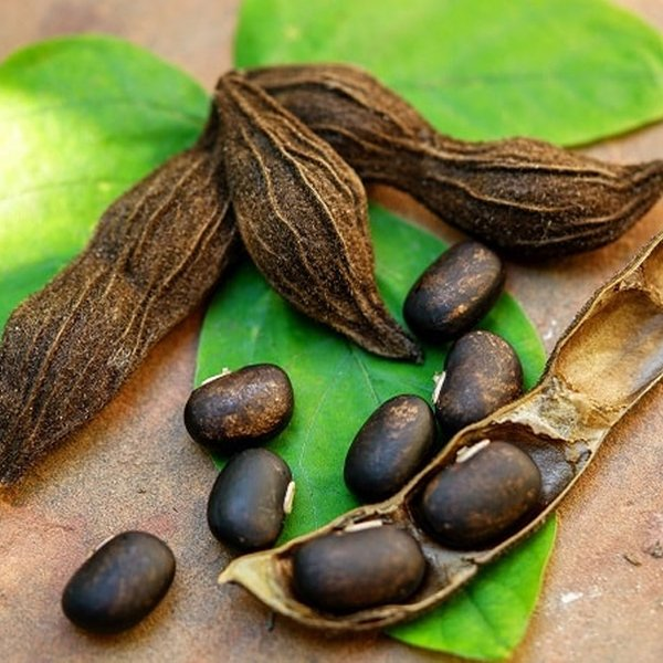 Mucuna Pruriens Extract Powder