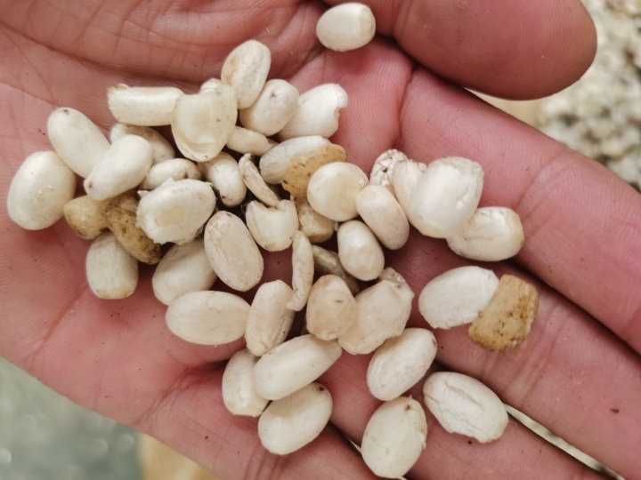 Castor Bean Shelling Machine