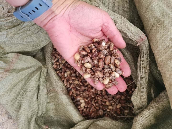 Castor Bean Shelling Machine