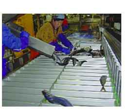 Plate Freezer SICECOLD Industrial Automatic Intelligent New Design  