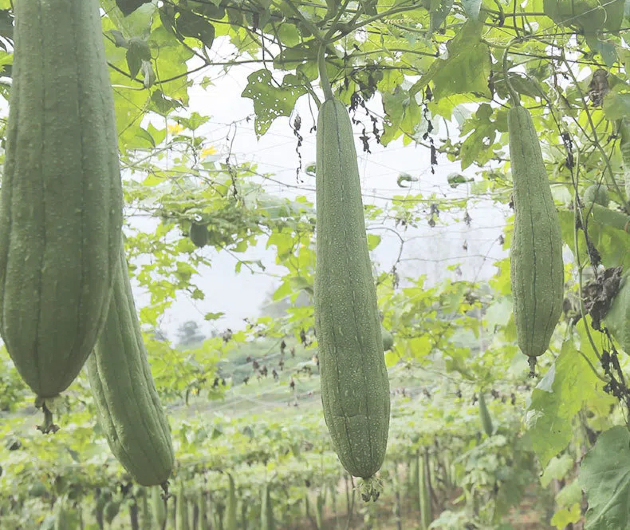 From Seed to Shelf: The Sustainable Journey of Natural Loofah Sponges
