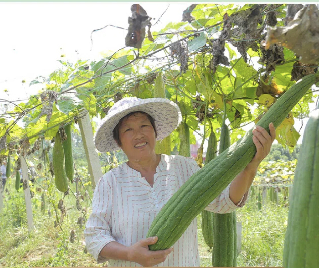 The Cultural Roots and Global Journey of the Natural Loofah Sponge