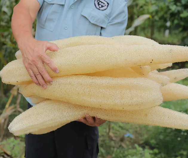 How to Compost Loofah Sponges: 3 Simple Steps to Return to Nature (Zero Waste Guide)