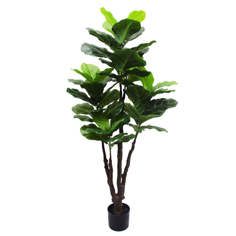 Bonsai Ficus Lyrata Bonsai Ficus Lyrata