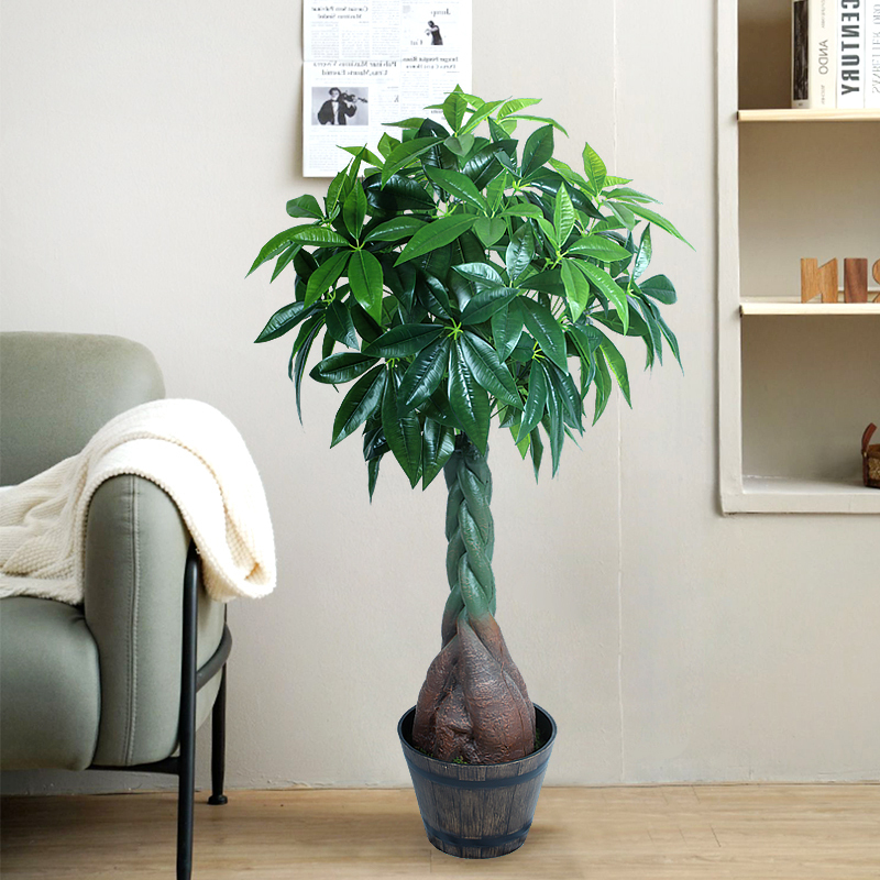 money plant for sale Pilea 'Chinese Money Plant'