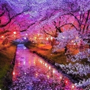 Sunature AB Diamond Painting Art Full Square Round Drills Japan Cherry Tree River Diamond Painting Kits (5-10 AB Colors)